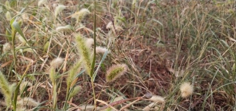 狗尾巴草