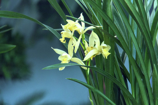 一株蘭花