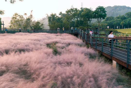 中山金鐘湖公園粉黛亂子草