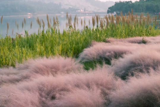 中山金鐘湖公園粉黛亂子草