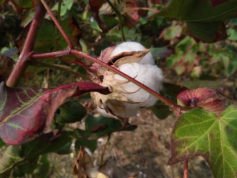 盛開(kāi)的棉花采摘棉花天然的棉花