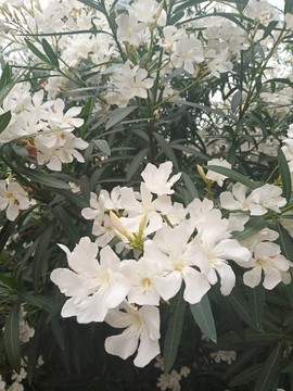 夾竹桃花