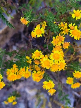 野菊花