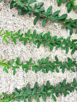 清鮮植物