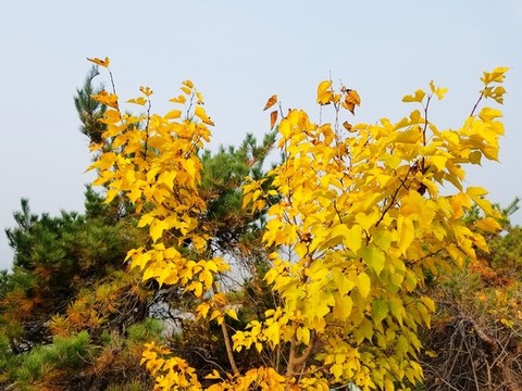 萊州鄉(xiāng)村風(fēng)光