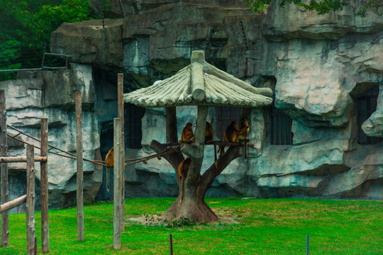 動物園金絲猴保護區(qū)