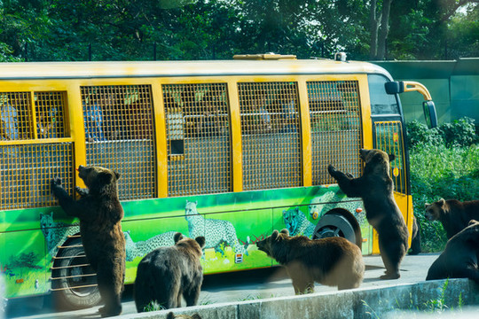 動物園猛獸區(qū)游覽車