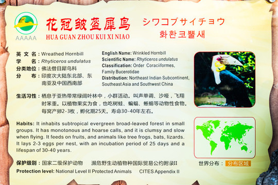 花冠皺盔犀鳥