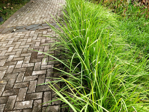 路邊的茅草