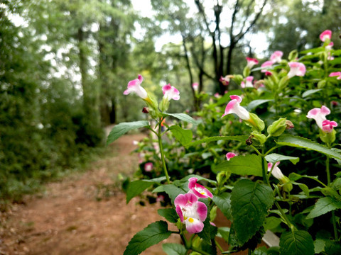 牽牛花