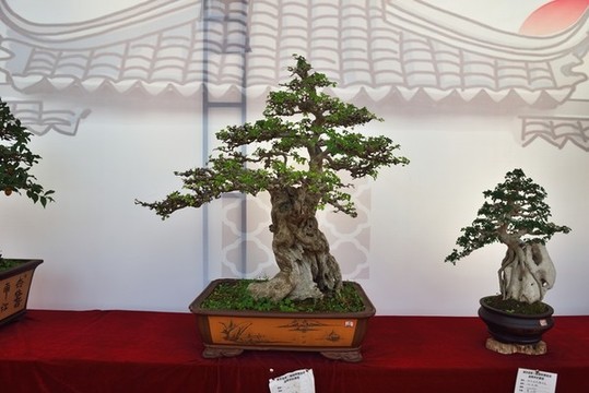 盆景