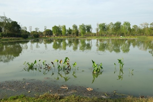 荊州園博園濕地