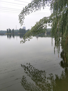 湖面竹葉垂柳
