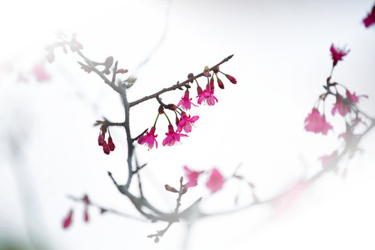 中國紅櫻花