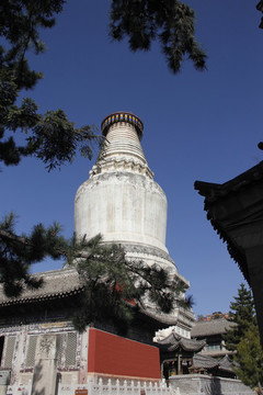 五臺山白
