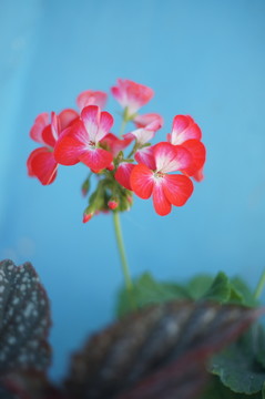 紅花天竺葵
