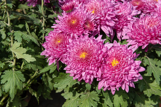 菊花