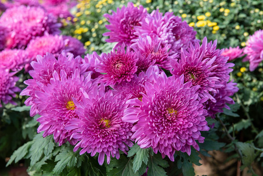 波斯菊