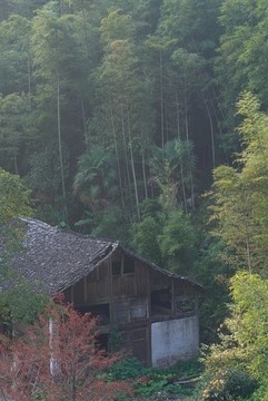 山中清晨