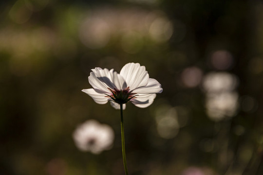 格桑花素材