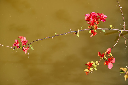 葉子花