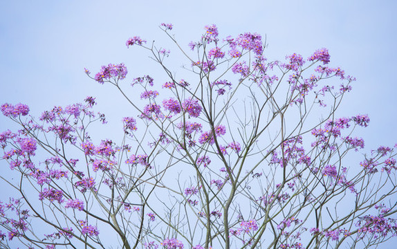 花卉