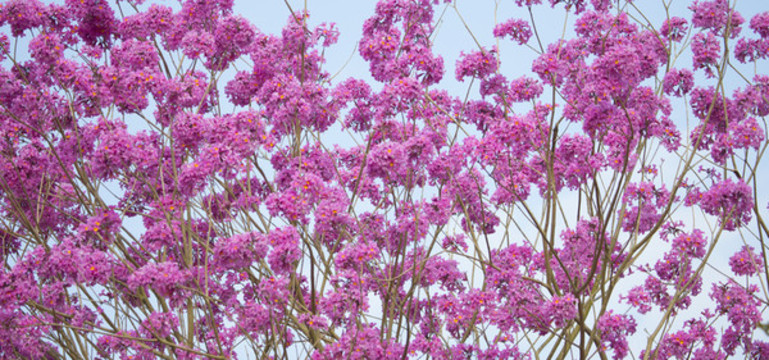 風(fēng)鈴花