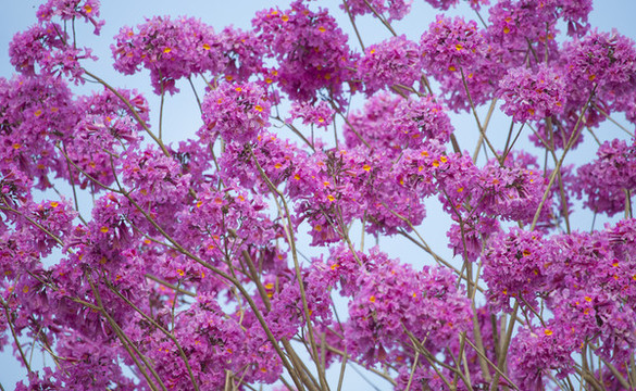 花卉