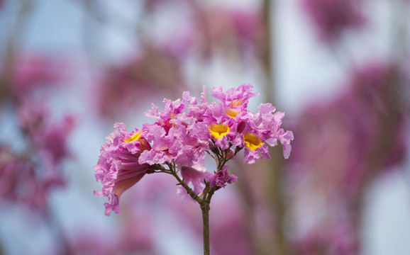 黃花風(fēng)鈴木