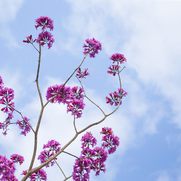 風(fēng)鈴花