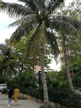 街邊椰子樹2