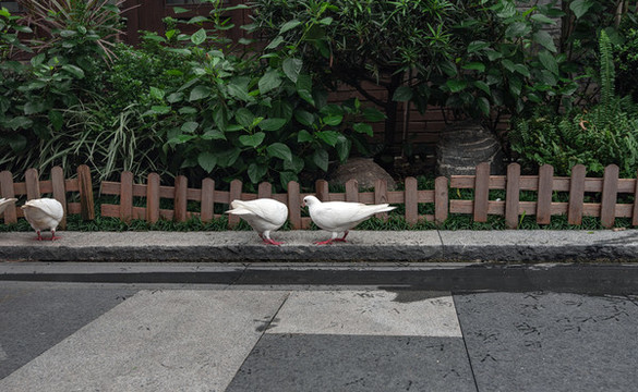 重慶彈子石老街公園鴿子