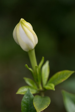 梔子花