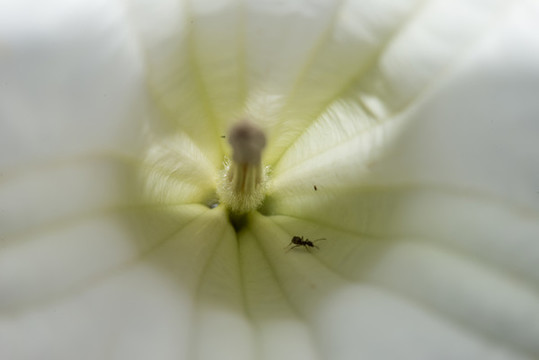 曼陀羅