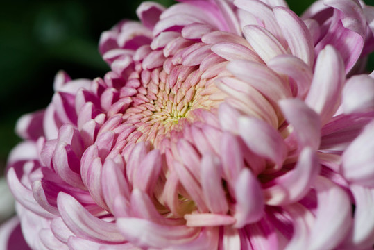 菊