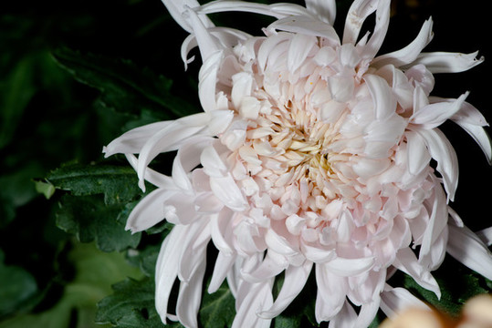 菊