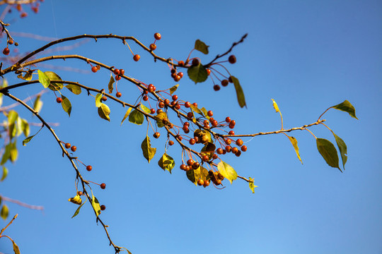 山丁子果樹