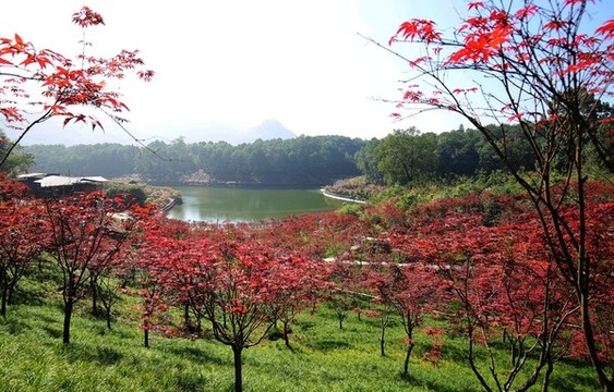 重慶南湖多彩植物園