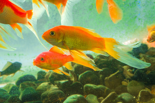 魚