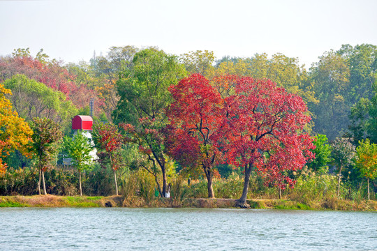 南京中山植物園前湖秋色