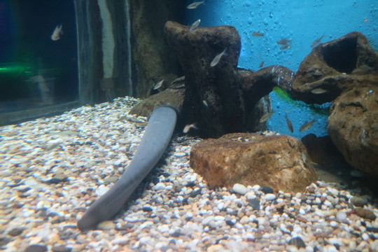 鰱魚