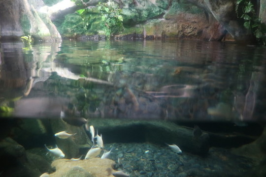 溪魚