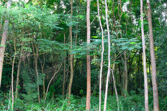 樹(shù)林