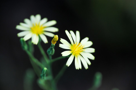 翅果菊