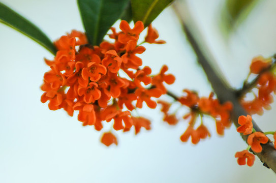 桂花
