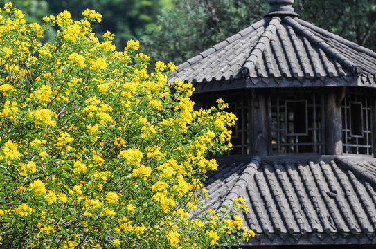 決明子樹