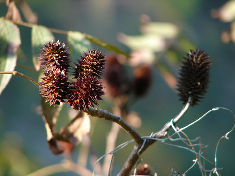 胡桃科化香樹(shù)屬植物化香樹(shù)果序