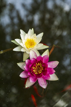 蓮花素材