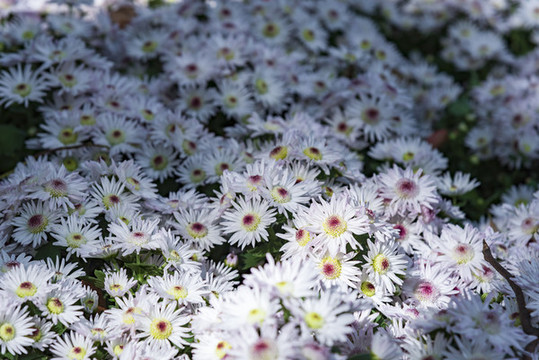 白色菊花
