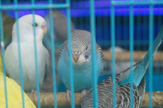 鸚鵡